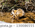 水場に来たアライグマ 130086555