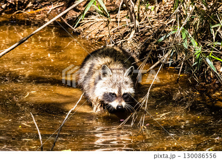 水場に来たアライグマ 130086556