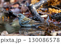 水場に来たクロジ 130086578