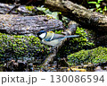水場に来たシジュウカラ 130086594