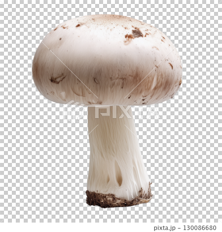Studio macro photo of Agaricus bisporus white button mushrooms with smooth caps and visible gills isolated on clean transparent background 130086680