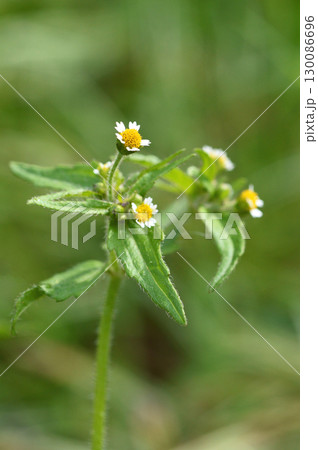 ハキダメギク（掃溜菊） 130086696