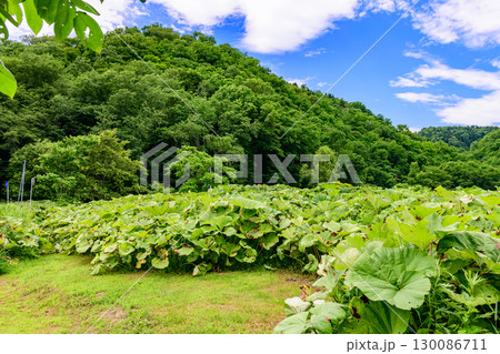 北海道足寄町「ラワンブキ鑑賞圃場」自生する巨大フキと夏の青空 130086711