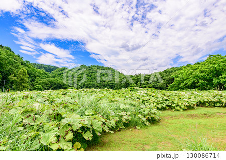北海道足寄町「ラワンブキ鑑賞圃場」自生する巨大フキと夏の青空 130086714