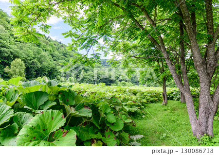 北海道足寄町「ラワンブキ鑑賞圃場」自生する巨大フキと夏の青空 130086718