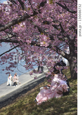 Full blooming "Kazawa-zakura" / 満開の見頃を迎えた堤防沿いの河津桜 130086732
