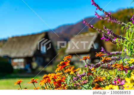 秋の白川郷 秋の白川郷 130086953