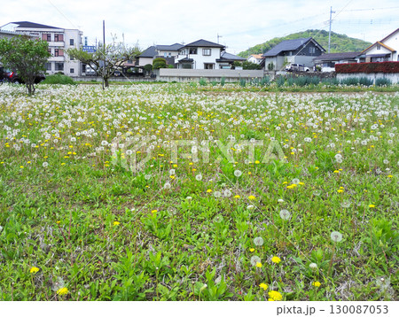住宅街の空き地にたんぽぽの綿毛畑が広がっている 130087053