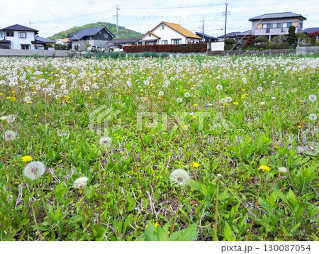 住宅街の空き地にたんぽぽの綿毛畑が広がっている 住宅街の空き地にたんぽぽの綿毛畑が広がっている 130087054