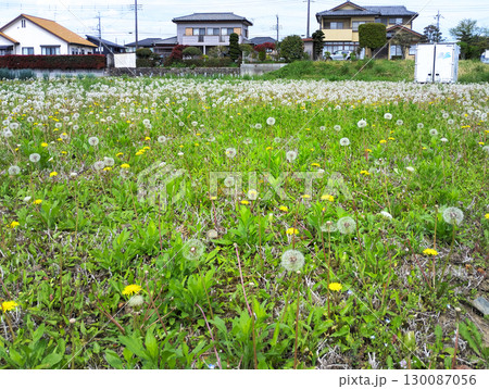 住宅街の空き地にたんぽぽの綿毛畑が広がっている 130087056