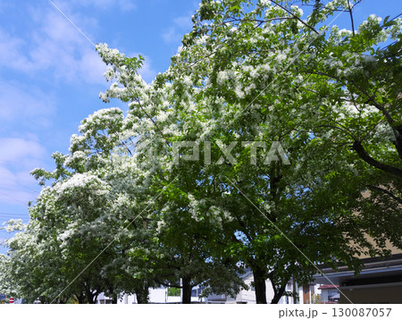街路樹のなんじゃもんじゃの木に花が咲いている 街路樹のなんじゃもんじゃの木に花が咲いている 130087057