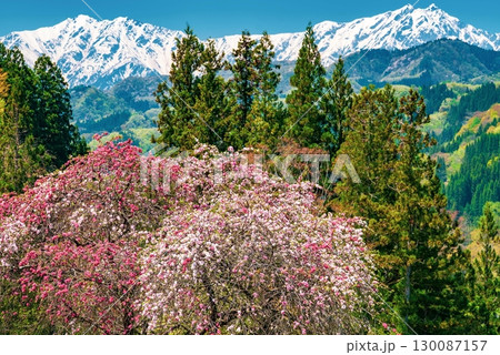 北アルプスを背景に咲き誇る桜 北アルプスを背景に咲き誇る桜 130087157