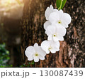 White orchid flowers on tree 130087439