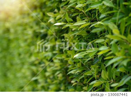Green leaf fence with sunrise for background 130087441