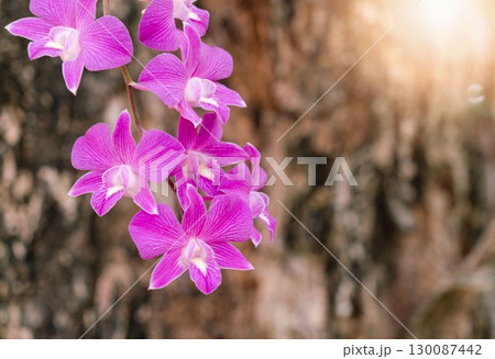 Pink orchid flowers on tree 130087442