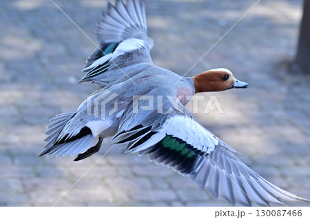 三島池のカモ 130087466