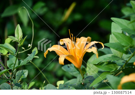 ハマカンゾウ　Japanese Daylily 130087514