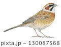 ホオジロ＿色鉛筆画 130087568