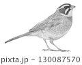 ホオジロ＿鉛筆画 130087570