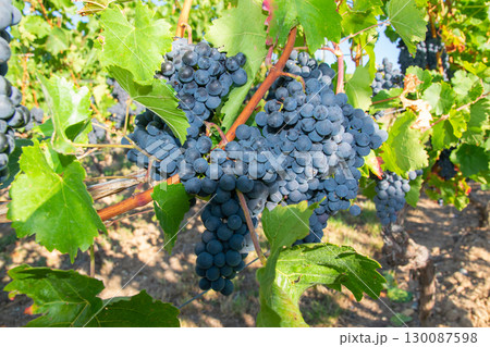 Vineyards in autumn harvest. Large bunches of red wine grapes in sunny weather. Vineyards in autumn harvest. Large bunches of red wine grapes in sunny weather. 130087598