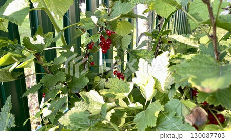 Currant bushes with vibrant green leaves are intertwined around a vertical green metal fence. 130087703