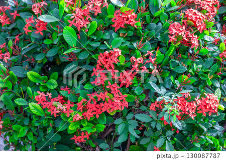 サンタンカ サンタンカ 130087787