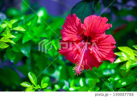 ハイビスカス 130087788