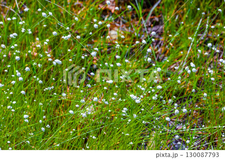 シラタマホシクサ 130087793