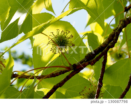 日差しを浴びたタイワンフウの葉っぱと実（木漏れ日の中の台湾楓） 130087798