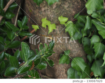 マサキの葉にとまった赤とんぼ（マイコアカネのメスのクローズアップ） 130087820