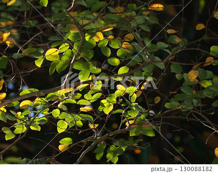 木漏れ日を浴びたサルスベリの葉（夏の公園の百日紅） 130088182