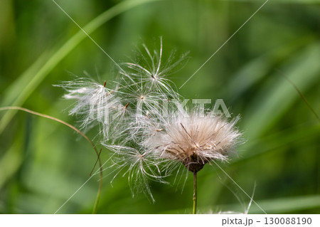 Dandelion seeds in the wind and on a green natural background 130088190