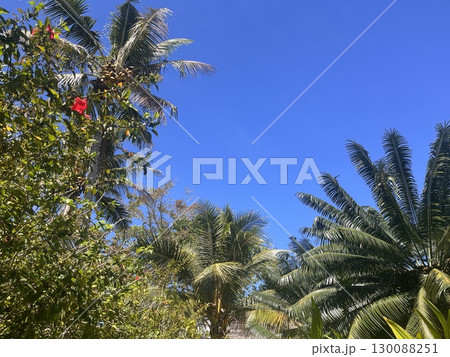 palm tree on blue sky 130088251