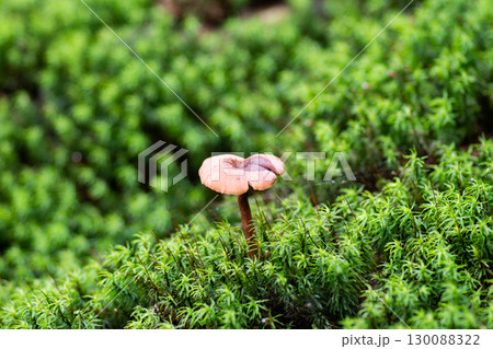 苔の上に生えるキノコ 苔の上に生えるキノコ 130088322