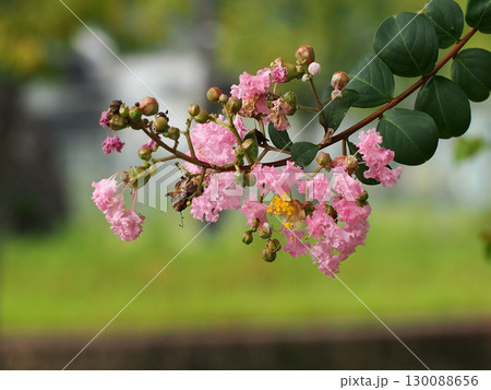 ピンクのサルスベリの花のクローズアップ（夏の朝の百日紅の花とつぼみ） 130088656