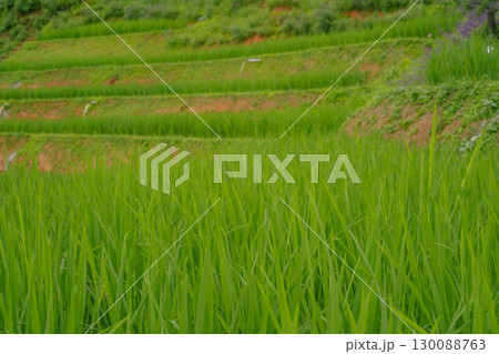 ecology travel with camping outdoor relax in rice field at chiangmai thailand in raining season ecology travel with camping outdoor relax in rice field at chiangmai thailand in raining season 130088763