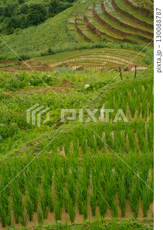 ecology travel with camping outdoor relax in rice field at chiangmai thailand in raining season ecology travel with camping outdoor relax in rice field at chiangmai thailand in raining season 130088787