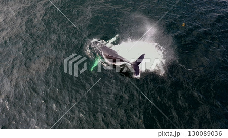 Humpback Whales, Megaptera novaeangliae, blowing and making a big splash with his fluke in Donegal Bay, Ireland Humpback Whales, Megaptera novaeangliae, blowing and making a big splash with his fluke in Donegal Bay, Ireland 130089036