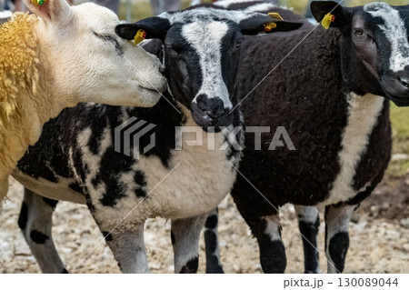 Sheep at the Meenacross Agricultural Show in Ireland Sheep at the Meenacross Agricultural Show in Ireland 130089044