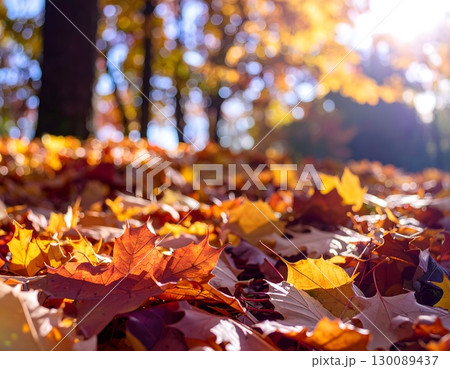 木漏れ日が導く秋の並木道 木漏れ日が導く秋の並木道 130089437