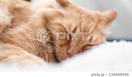 窓辺で眠る猫　茶トラ猫 130089498