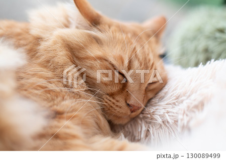 窓辺で眠る猫 茶トラ猫 窓辺で眠る猫 茶トラ猫 130089499