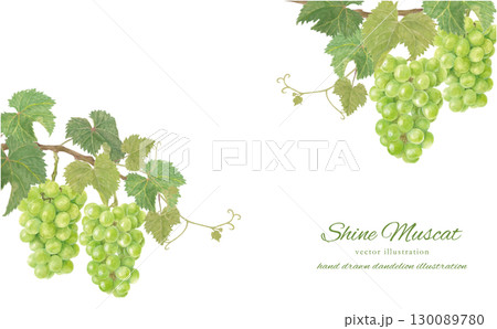 水彩で描いたシャインマスカットのベクター背景イラスト 130089780