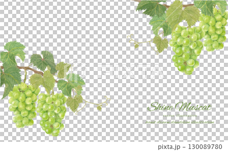 水彩畫的閃耀馬斯喀特葡萄的向量背景插圖 130089780