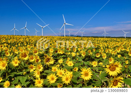 布引風の高原・ひまわり（福島県・郡山市） 130089803