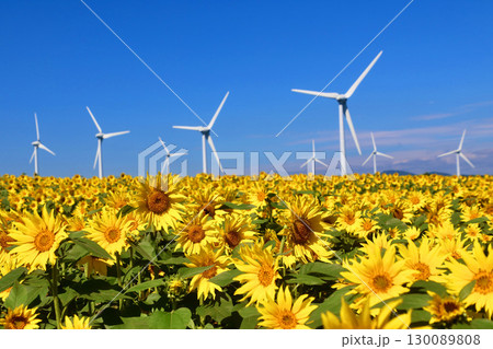 布引風の高原・ひまわり（福島県・郡山市） 130089808