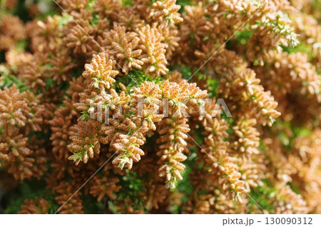 《花粉症イメージ素材》大量のスギ花粉 飛散直前 130090312