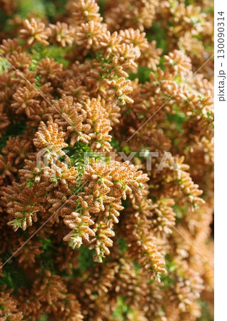 《花粉症イメージ素材》大量のスギ花粉 飛散直前 《花粉症イメージ素材》大量のスギ花粉 飛散直前 130090314