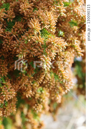 《花粉症イメージ素材》大量のスギ花粉 飛散直前 130090315