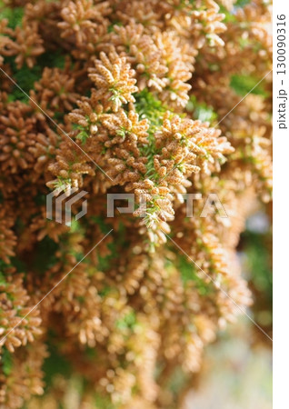 《花粉症イメージ素材》大量のスギ花粉 飛散直前 《花粉症イメージ素材》大量のスギ花粉 飛散直前 130090316